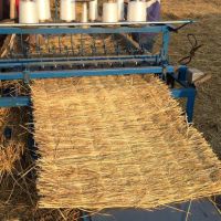 上海降溫，注意綠化植物，大樹防寒保暖，注意鐵樹，海棗樹防凍