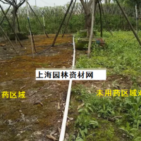 草坪里的雜草怎么去除，上海綠化養(yǎng)護(hù)草坪雜草如何管理