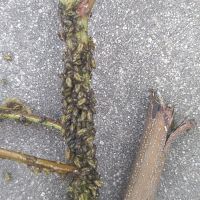 上海園林綠化養(yǎng)護(hù)病蟲害高發(fā)，欒樹多態(tài)芽蟲防治